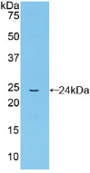 52453