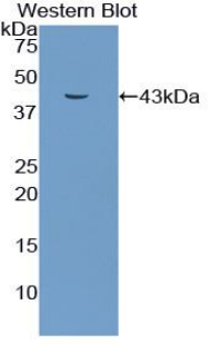 54835
