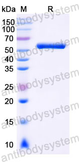 Валидация SDS-PAGE - AntibodySystem RHK32401