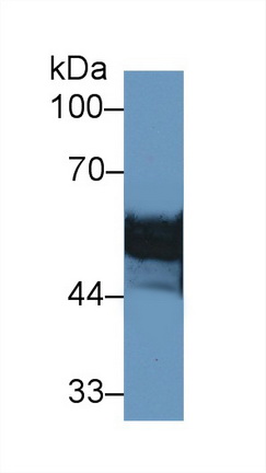 13109