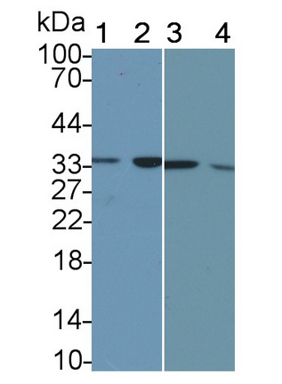52586