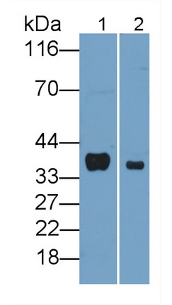27545