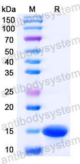 Валидация SDS-PAGE - AntibodySystem RGK33202