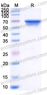 AHG46402, SDS-PAGE