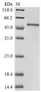 SDS-PAGE