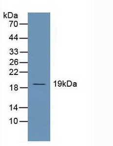 4960