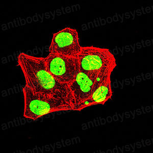 Валидация IF - AntibodySystem RHK13802