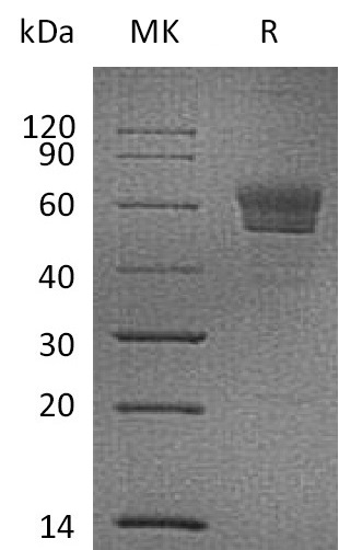 Валидация Elabscience PKSM041291(5187)