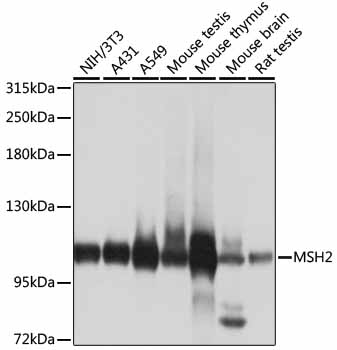 Валидация Elabscience E-AB-60195