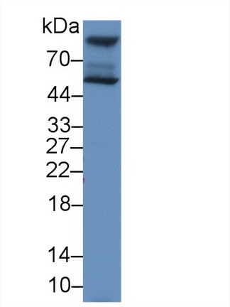 13086