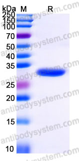 YHG53401, SDS-PAGE
