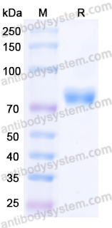 Валидация AntibodySystem EVV24001