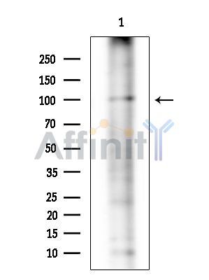 Валидация Affinity DF14959 - 11148