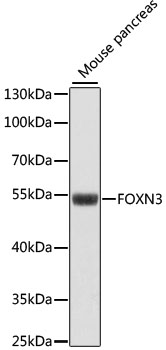 Валидация Elabscience E-AB-66401