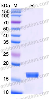 EHB90301, SDS-PAGE