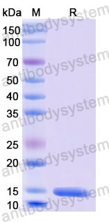 Валидация SDS-PAGE - AntibodySystem RHB99902