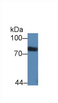 62661