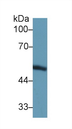 13698