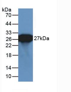 57594