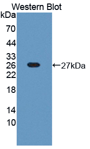 41385