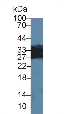 12437