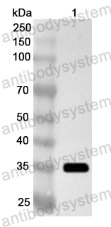 Валидация AntibodySystem PHA59301