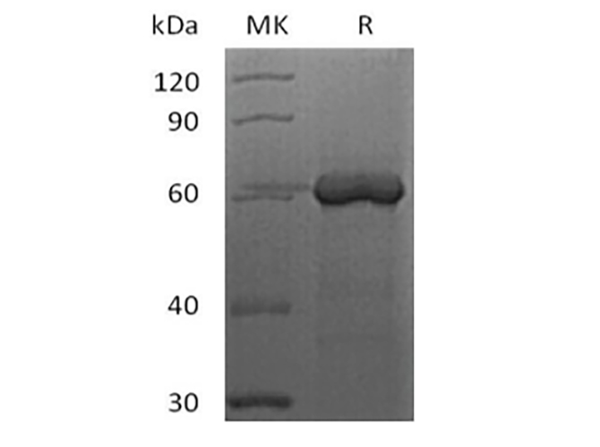 Валидация Elabscience PKSH033855(4090)