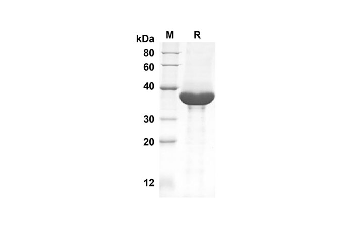 Валидация Elabscience PDMM100099(1069)