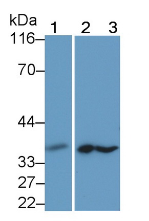 22885