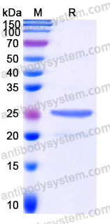 YHH31701, SDS-PAGE