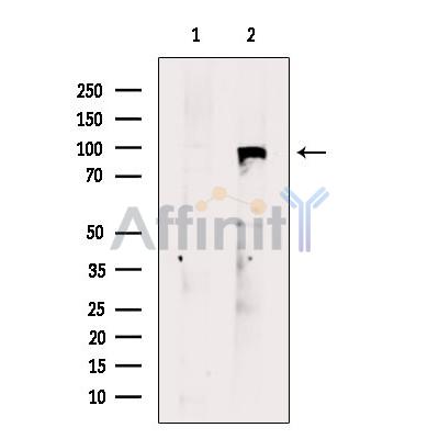 Валидация Affinity DF9596 - 22294