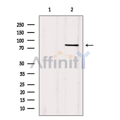 Валидация Affinity AF6419 - 3719