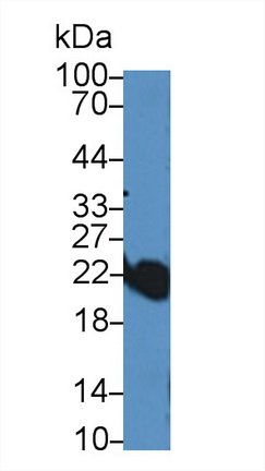 12408