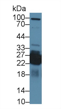 13528