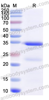 Валидация AntibodySystem YHJ36201