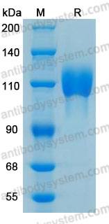 Валидация AntibodySystem AHD47901