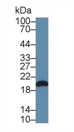 12551