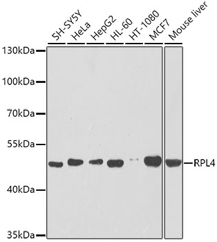 Валидация Elabscience E-AB-62200