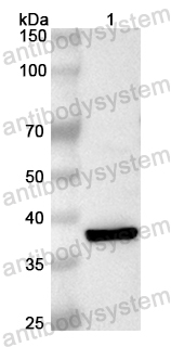 Валидация AntibodySystem PHB02901