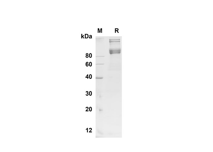 Валидация Elabscience PDMM100159(1119)
