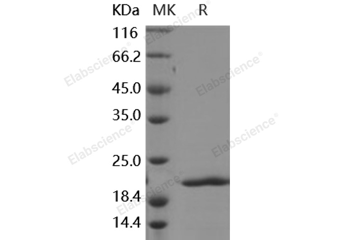 Валидация Elabscience PKSH030497(1413)