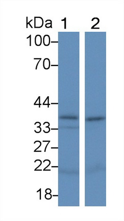 11124