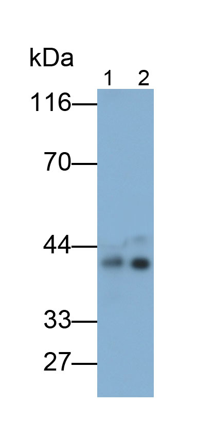33233