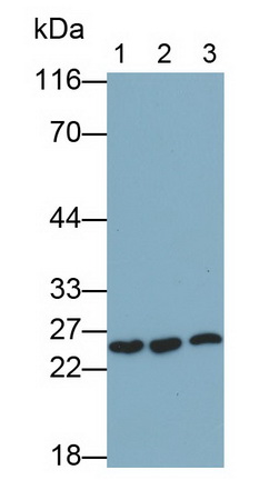 364