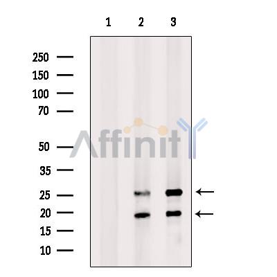 Валидация Affinity DF13243 - 8302