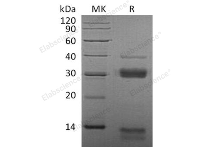 Валидация Elabscience PKSM040493(4488)