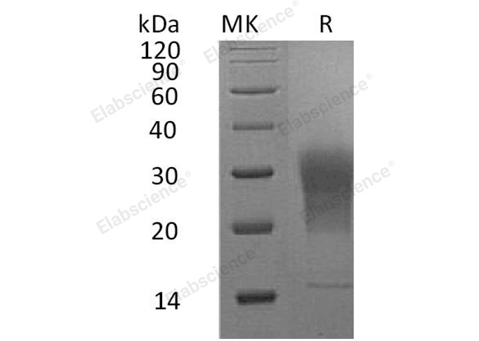 Валидация Elabscience PKSM041099(5018)