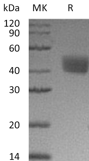 Валидация Elabscience PKSM041304(5200)