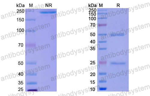 Валидация SDS-PAGE - AntibodySystem RHJ92827