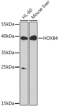 Валидация Elabscience E-AB-91644